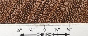 Image result for Afzelia