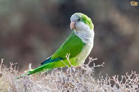 Though finding a breeder with a white quaker would be tough since they aren't demanded much. Quaker Parrot Or Monk Parakeet Pets4homes