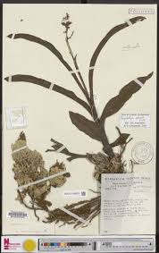 Image result for Polystachya odorata