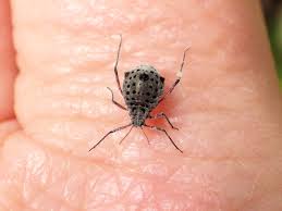 Image result for Rhipidoglossum eggelingii