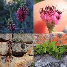 Image result for Teedia lucida