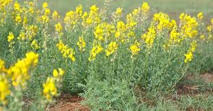 Image result for Crotalaria barkae