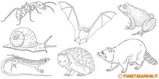 Disegni Di Animali Che Vanno In Letargo Da Colorare Animali Disegnare Animali Immagini Di Scuola