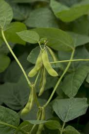 Image result for Glycine max