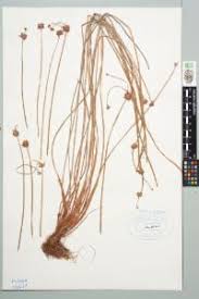 Image result for Isolepis sp.no.1