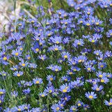 Image result for Felicia aethiopica