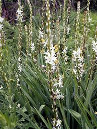 Image result for Chlorophytum bowkeri