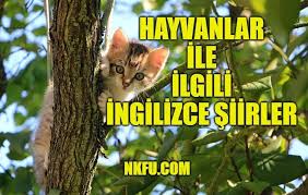 Hayvanlar Ile Ilgili Ingilizce Siirler Ingilizce Siirlerle Hayvan Sevgisi Nkfu