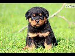 Favorite this post jun 27 Rottweiler Puppies For Sale Craigslist 07 2021