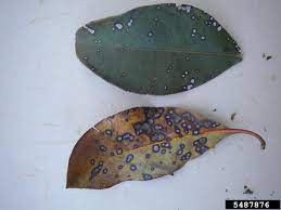 Fungal disease of redbay (persea borbonia) and other trees in the laurel family (lauraceae) (harrington et al. Treating Sick Mountain Laurels Learn About Common Mountain Laurel Diseases