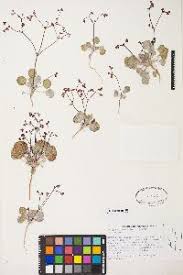 Image result for Eriosema nutans