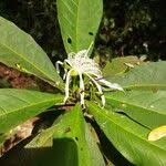 Image result for Ritchiea