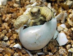 The Most Endangered Freshwater Turtles And Tortoises Time Com Tortoises Freshwater Turtles Turtle