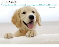 Maybe you would like to learn more about one of these? Love My Dog Quotes I Always Listen To I Love You Too From My Dog Even If I Didn T Say I Love You Quoteswellcom Love Meme On Me Me