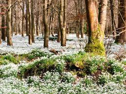 Snowdrops These Little Flowers Don T Care If It S Still Winter Greenview