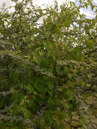 Image result for Pentarrhinum insipidum