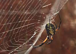 Black And Yellow Garden Spider Desertusa