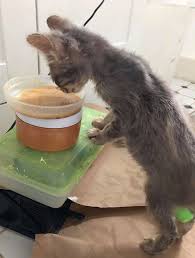 Those with congenital megaesophagus (which typically appears in the first weeks to months of life) and those with the. Yes Even Cats Get Megaesophagus This Eva The Megaesophagus Wonder Girl Facebook