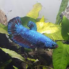 Hi, i have a giant (king) betta who i've had for roughly 8 or 9 months, purchased from petco. King Betta Fish Online