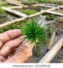 Image result for Eriocaulon truncatum