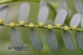Image result for Phyllanthus parvus