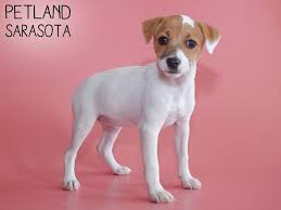 By dogs blog april 22, 2021, 11:26 pm 2.6k views Jack Russell Terrier Dog Female Red White 2893420 Petland Sarasota