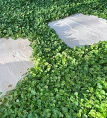 Image result for Dichondra