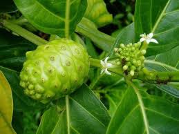 Powerful Noni Fruit Health Benefits Organic Noni Noni Fruit Herbal Plants Fruit