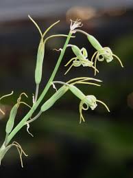 Image result for Dipcadi marlothii