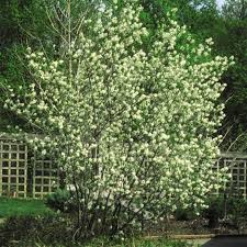 The common name of juneberry is sometimes used because the fruit will start ripening during that month. Shadblow Serviceberry Naturehills Com