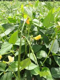 Image result for Vigna reticulata