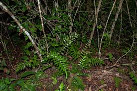 Image result for Pellaea doniana