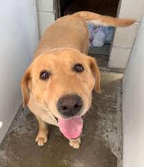 Labradors become velcro dogs