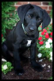 Good rates and no reservation costs. This Looks Just Like My Dog Midnight He Has The White Patch On His Chest And Everything Pets Rock Black Lab Puppies Dog Love