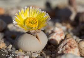 Image result for Scadoxus pole-evansii