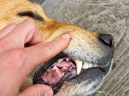 In this detailed guide, we make the case for why working with shutterstock is a good idea and a few pitfalls of which to be aware. Schlechter Atem Beim Hund Ursachen Fur Mundgeruch