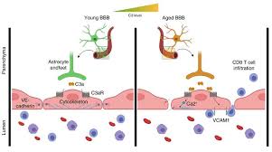 K health now has headquarters in both new york city and tel aviv and offers . Jci Endothelial C3a Receptor Mediates Vascular Inflammation And Blood Brain Barrier Permeability During Aging