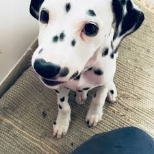 Greeting Of My Hooman I Missed Her So Much Doggy I Miss Her Animals