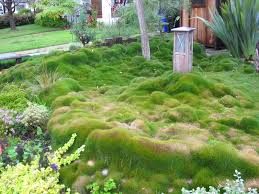 On the flip side of the coin, zoysia also suffers if you pay too much attention to fertilizing it, adding too much, too often. Zoysia Wikipedia