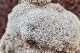 Image result for Pterodiscus angustifolius