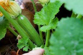 Maybe you would like to learn more about one of these? Growing Zucchini Hydroponically A Full Guide Gardening Tips