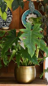 Image result for Philodendron lacerum