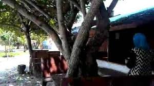 Chalet casa impiana, teluk senangin jenis homestay: Pak Ya Chalet Mini Camp Tepi Pantai Teluk Senangin Perak