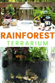 How To Make A Rainforest Terrarium With Kids Natural Beach Living Rainforest Activities Stem Activities Habitat Activities