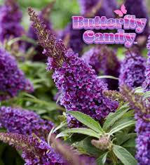 Image result for buddleia davidii
