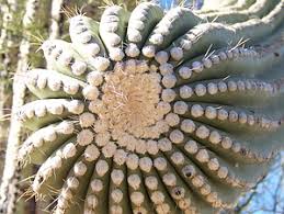 Yuma is another) where the two roadways briefly switch sides: Mica View Cactus Forest Loop Az Hikearizona