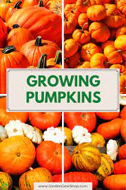 How To Grow Pumpkins Growing Pumpkins Pumpkin Planting Pumpkins