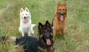 Stay updated about sable german shepherd puppies for sale uk. German Shepherd Coat And Color Varieties Pethelpful By Fellow Animal Lovers And Experts