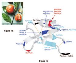 Image result for Pentadiplandra brazzeana