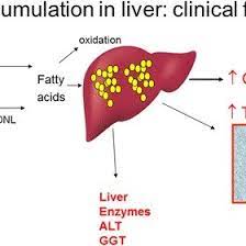 Name the vessel in the center. Biochemical Findings Supporting Excess Liver Fat This Simple Figure Download Scientific Diagram